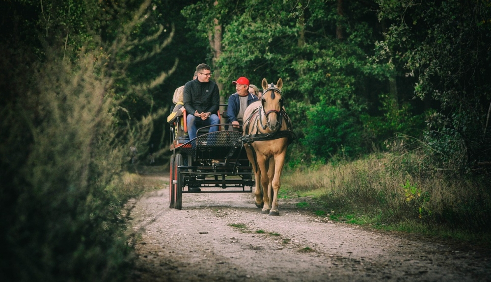 Zakaz korzystania z dorożek na Rynku Głównym w Krakowie ze względu na upały