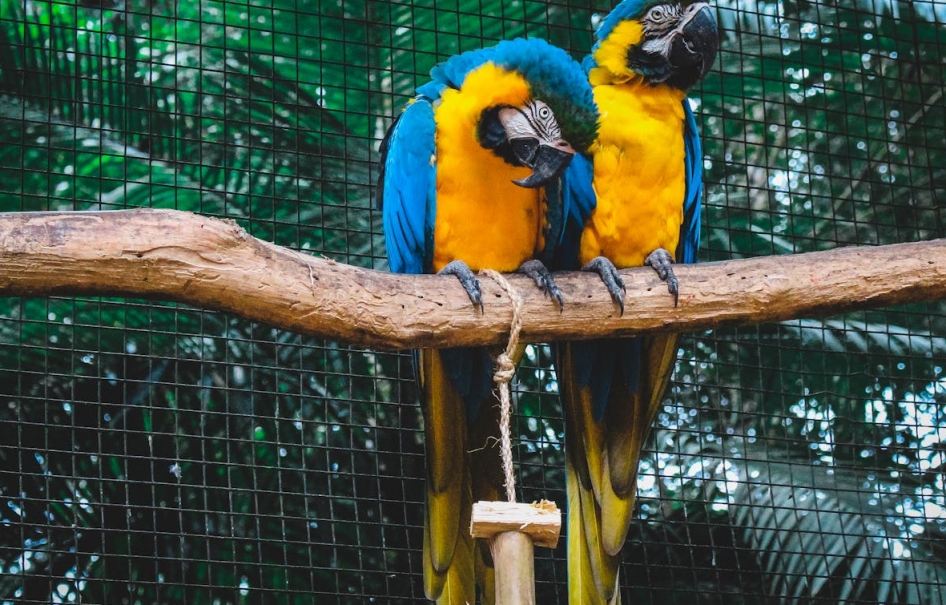 Zmienione godziny otwarcia i dodatkowe atrakcje we wrocławskim zoo na czas ferii zimowych